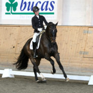 Breeders & Sportchampionatet 2012