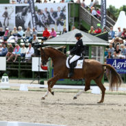 Falsterbo badar i sol